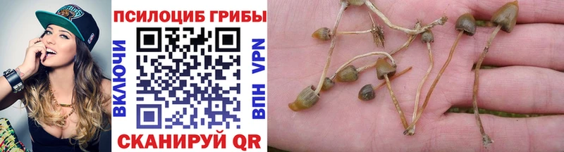 купить наркотик  Духовщина  Псилоцибиновые грибы MAGIC MUSHROOMS 